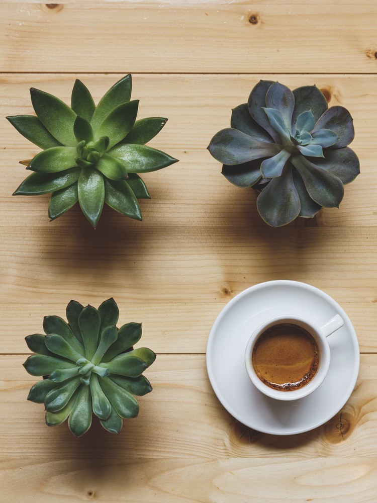 plants near hot coffee | Madame Bonte Cafe