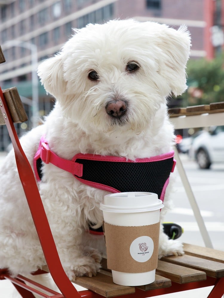 dog and coffee  | Madame Bonte